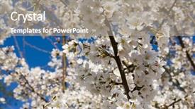  Presentation with cherry - Beautiful presentation theme featuring patriotic plant - cherry blossoms washington dc travel backdrop and a gray colored foreground