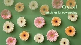  Presentation with pattern - PPT layouts with pattern from different gerbera flowers background and a tawny brown colored foreground