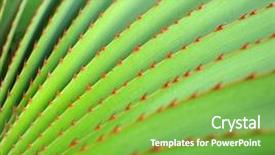  Presentation with pattern - Audience pleasing slide set consisting of pattern of agave leaves backdrop and a seafoam green colored foreground