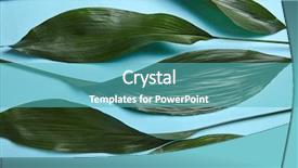  Presentation with leaves flat lay - Amazing slide deck having pattern of fresh green leaves backdrop and a teal colored foreground