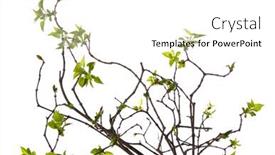  Presentation with green-leaves - Audience pleasing presentation consisting of pattern-of-young-twigs backdrop and a white colored foreground
