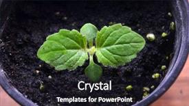  Presentation with soil minimal tillage - Slides enhanced with paulownia tomentosa in soil background and a wine colored foreground