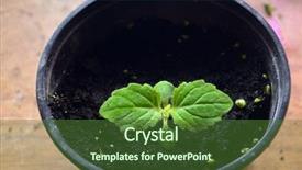  Presentation with gardening tools on fertile soil - Amazing theme having paulownia tomentosa in soil backdrop and a forest green colored foreground