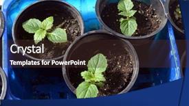  Presentation with soil - Slide set having paulownia tomentosa in soil background and a wine colored foreground