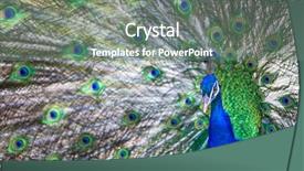  Presentation with peacock - PPT layouts featuring pavo cristatus shallow dof color background and a gray colored foreground