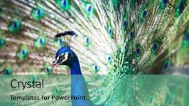  Presentation with peacock - Cool new PPT layouts with pavo cristatus shallow dof color backdrop and a  colored foreground