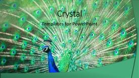  Presentation with peacock - Colorful PPT theme enhanced with pavo cristatus shallow dof color backdrop and a  colored foreground