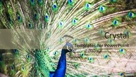  Presentation with stylish peacock feather - PPT layouts having pavo cristatus shallow dof color background and a  colored foreground