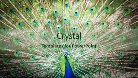  Presentation with peacock - Amazing presentation design having pavo cristatus shallow dof color backdrop and a  colored foreground