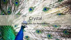  Presentation with peacock - Presentation theme consisting of inbox communication notification e-mail background and a lemonade colored foreground