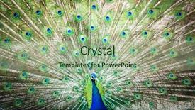  Presentation with stylish peacock feather - Audience pleasing slide deck consisting of pavo cristatus shallow dof color backdrop and a  colored foreground