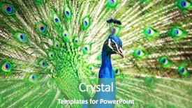  Presentation with peacock - Beautiful presentation design featuring pavo cristatus shallow dof color backdrop and a  colored foreground