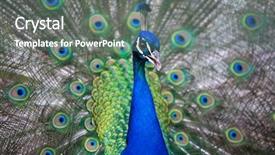  Presentation with peacock - Presentation design consisting of pavo cristatus shallow dof color background and a  colored foreground