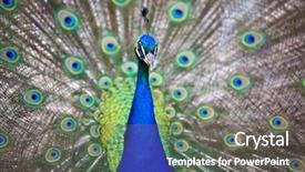  Presentation with peacock - Slide deck consisting of pavo cristatus shallow dof color background and a  colored foreground