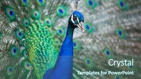  Presentation with peacock - Slides consisting of pavo cristatus shallow dof color background and a ocean colored foreground