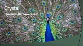  Presentation with stylish peacock feather - PPT theme having pavo cristatus shallow dof color background and a  colored foreground