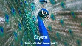  Presentation with stylish peacock feather - Theme featuring pavo cristatus shallow dof color background and a  colored foreground