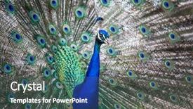  Presentation with peacock - Cool new PPT theme with pavo cristatus shallow dof color backdrop and a  colored foreground