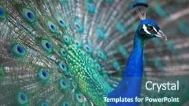  Presentation with stylish peacock feather - Theme enhanced with pavo cristatus shallow dof color background and a ocean colored foreground