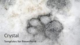  Presentation with animal print - Cool new presentation theme with paw print - animal footprints on the snow backdrop and a light gray colored foreground