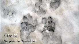  Presentation with animal print - Theme consisting of paw print - animal footprints on the snow background and a light gray colored foreground