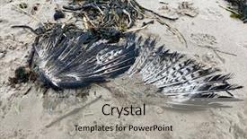  Presentation with seaweed - Presentation theme enhanced with paw print - dead rotting bird carcass washed background and a light gray colored foreground