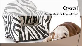  Presentation with english bulldog - Amazing PPT theme having paw print - english bulldog sleeping beside sofa backdrop and a white colored foreground