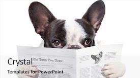  Presentation with newspaper - Presentation consisting of paw print - french bulldog reading newspaper background and a light gray colored foreground