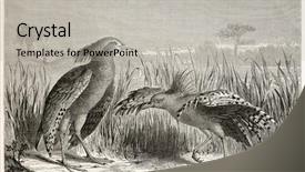  Presentation with animal and plants illustration - Cool new slides with paw print - kagu old illustration rhynochetos jubatus backdrop and a light gray colored foreground