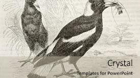  Presentation with paw print - Slides enhanced with paw print - old illustration of australian magpie background and a mint green colored foreground