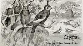  Presentation with paw print - Amazing PPT layouts having paw print - old illustration of cockatiel nymphicus backdrop and a light gray colored foreground