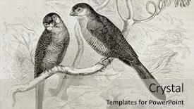  Presentation with paw print - PPT layouts with paw print - old illustration of common waxill background and a light gray colored foreground