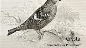  Presentation with paw print - Beautiful PPT layouts featuring paw print - old illustration of pine grosbeak backdrop and a light gray colored foreground
