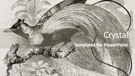  Presentation with paradise - Cool new presentation theme with paw print - old illustration of red-bird backdrop and a gray colored foreground