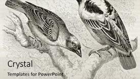  Presentation with paris - Cool new slides with paw print - old illustration of ruppell weaver backdrop and a light gray colored foreground