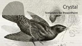  Presentation with paw print - Presentation theme featuring paw print - old illustration of satin bowerbird background and a soft green colored foreground