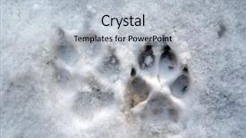  Presentation with footprints - Colorful slides enhanced with paw print - shepherd footprints at the snow backdrop and a light gray colored foreground