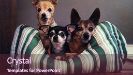  Presentation with paw print - Cool new theme with paw print - three dog pals backdrop and a tawny brown colored foreground