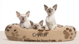  Presentation with oriental food - Slides having paw print - three oriental shorthair kittens 9 background and a coral colored foreground