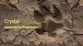  Presentation with footprint - Presentation enhanced with paw print - wolf footprint on dry mud background and a tawny brown colored foreground
