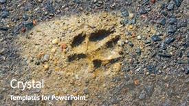  Presentation with wilderness - PPT layouts having paw print - wolf track in a muddy background and a coral colored foreground