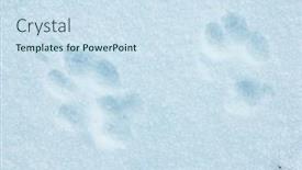  Presentation with paw prints - Colorful slide deck enhanced with paw-prints-in-snow-closeup backdrop and a sky blue colored foreground