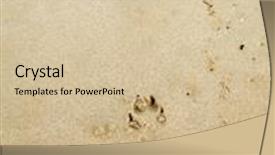  Presentation with paw prints - Audience pleasing PPT theme consisting of dog at the beach backdrop and a lemonade colored foreground