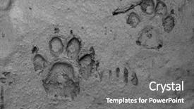  Presentation with footprints - Slide deck with paw tracks - real dog footprints in wet background and a gray colored foreground