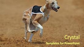  Presentation with paw - Cool new PPT theme with paw tracks - whippet dog at full speed backdrop and a tawny brown colored foreground