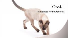  Presentation with kitten - PPT theme featuring paw tracks - young siamese kitten keenly tracking background and a white colored foreground