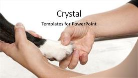  Presentation with paw - Slides consisting of hands holding a dog's background and a white colored foreground