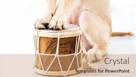  Presentation with drum - Beautiful slides featuring paws-of-golden-retriever-dog backdrop and a coral colored foreground