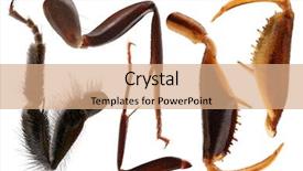  Presentation with extreme - Audience pleasing presentation design consisting of paws of insects set backdrop and a coral colored foreground