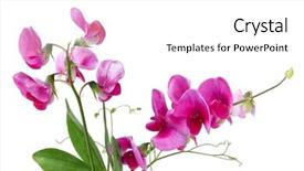  Presentation with wild flower - Beautiful slide deck featuring pea lathyrus palustris wild flower backdrop and a white colored foreground